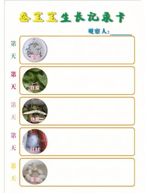 蚕宝宝生长记录卡