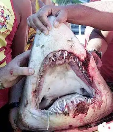 组图:血腥猎手大白鲨