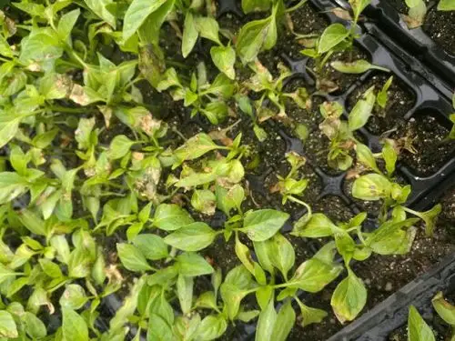 辣椒苗这是怎么了?