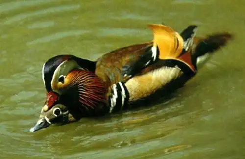 鸳鸯怎么分雌雄?