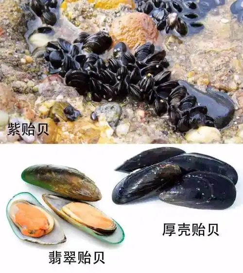 青口淡菜海虹壳菜我到底叫什么名字呀