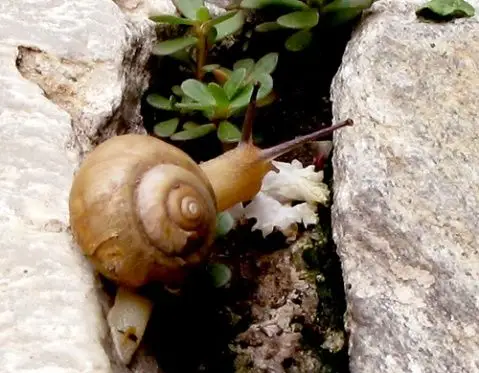 《蜗牛蜗牛你爬过来!》