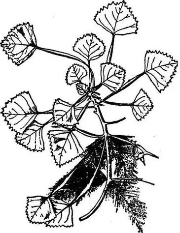 南湖菱的简笔画怎么画