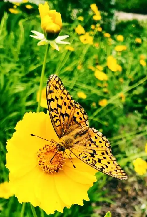 蝴蝶花中翩翩起舞 拍照,制作雅馨 拍摄地点:抚顺萨尔浒风景区