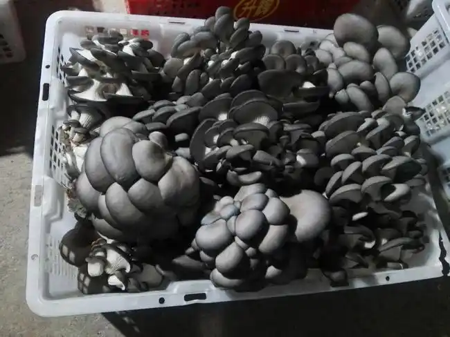 鲜平菇 3-5cm 厚 黑色