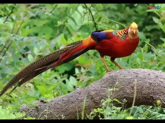 超高清:红腹锦鸡叫声,金鸡叫声,音乐欣赏,,,好看视频