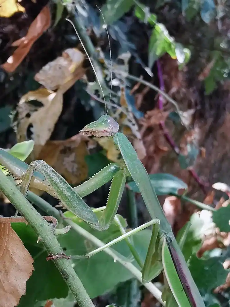 捕猎高手林间猎人 中华大刀螳,林间捕食高手,藏在树枝间默默关注猎物