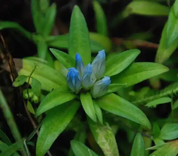 五岭龙胆中国特色植物之一的大家族成员