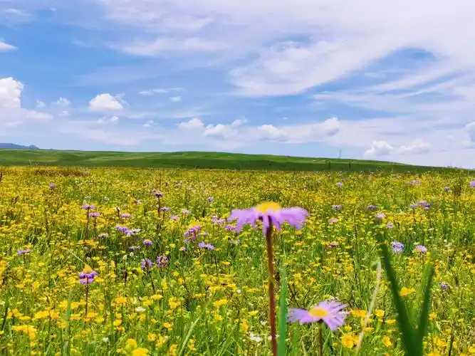 川西  #花海  #俄木塘花海