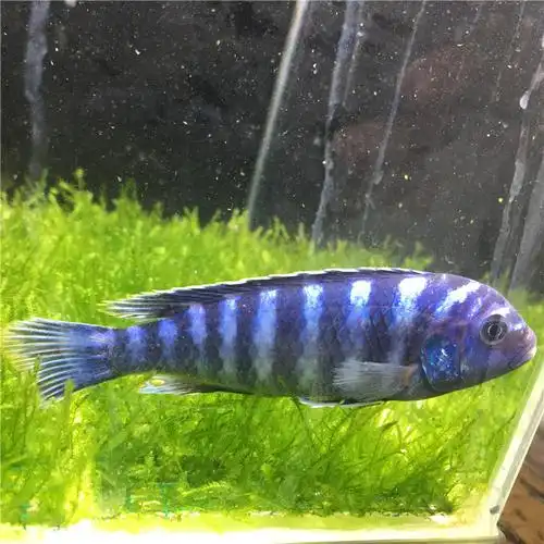 三湖慈鲷马鲷活体 黑线王非洲王子热带鱼活体小型淡水观赏鲷科鱼1