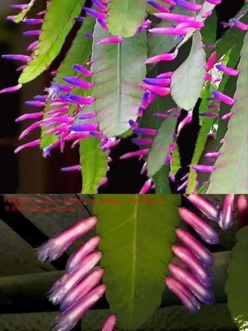 3.1 附生类仙人掌介绍 珍奇种类