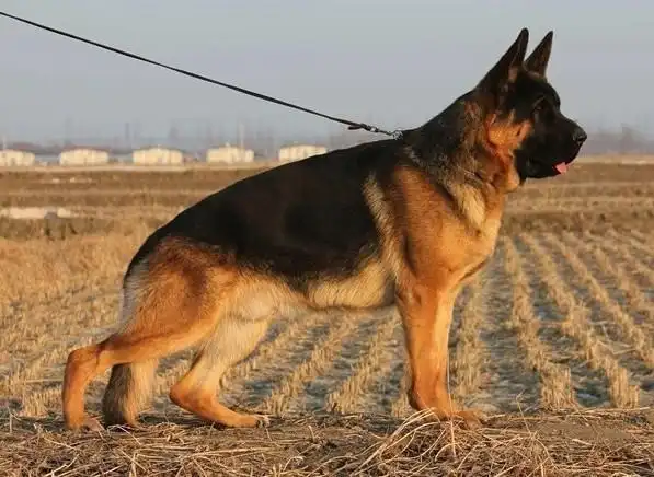 南澳哪里有卖东德牧羊犬纯种