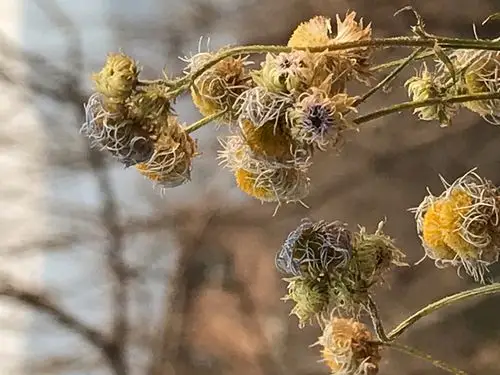 冬天里的野菊花