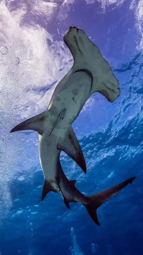 564_1003竖版 竖屏