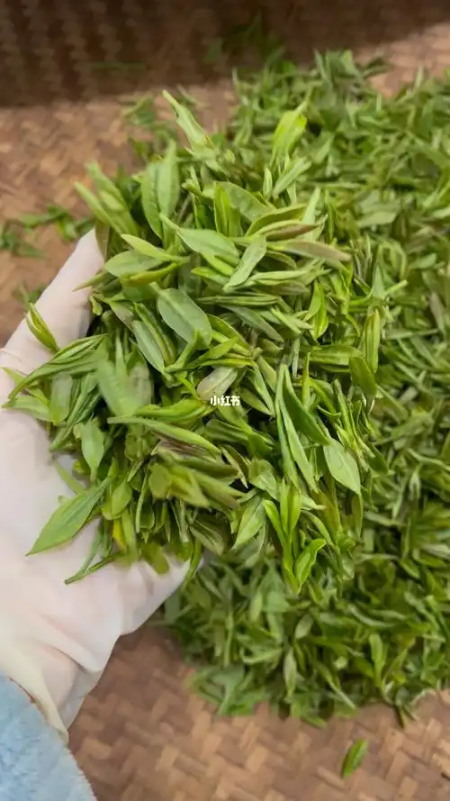 世间稀缺的西湖龙井百年老茶树