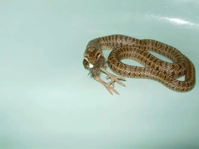 展开全部 白条锦蛇 也有可能是双斑锦蛇 无毒,我国北方广泛分布,吃鼠