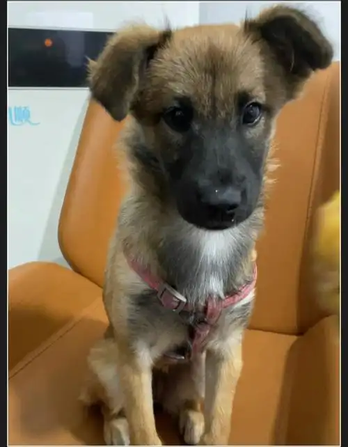 土狗  #狗更新,939393939