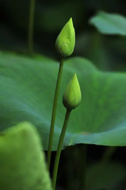 心似莲花开——夏至赏荷,银滩荷花节