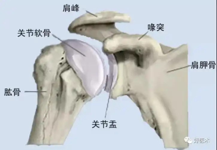 肱骨大结节骨折的诊断与治疗