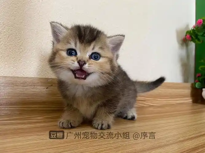 家养黑金渐层猫咪领养开脸好看甜美系列