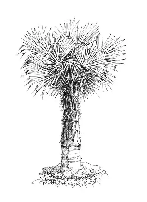 景观设计元素——石头与棕榈的故事