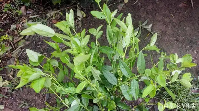 这种草我们当地叫它紫背金牛,用来蒸塘角鱼味道很好