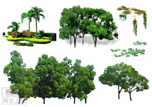 园林绿化 素材共享 [ps素材]我整理的植物素材(6)
