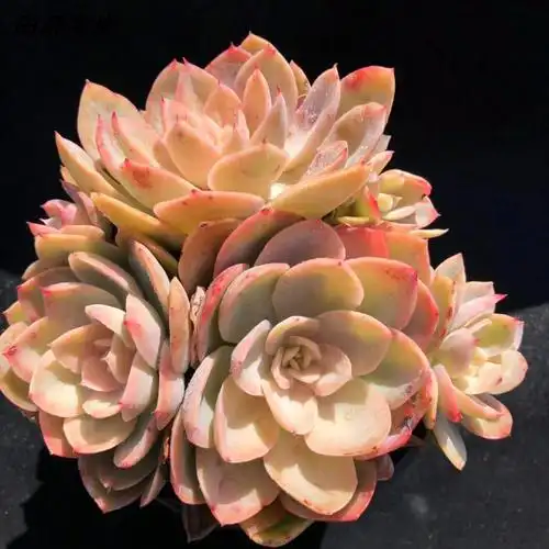 丝绸面纱多肉植物 群生小老桩 云南露天控养 田野多肉 一物一拍