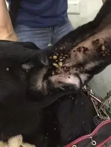 蜱虫肉眼可见的纷纷死亡,从狗狗身上掉落下来