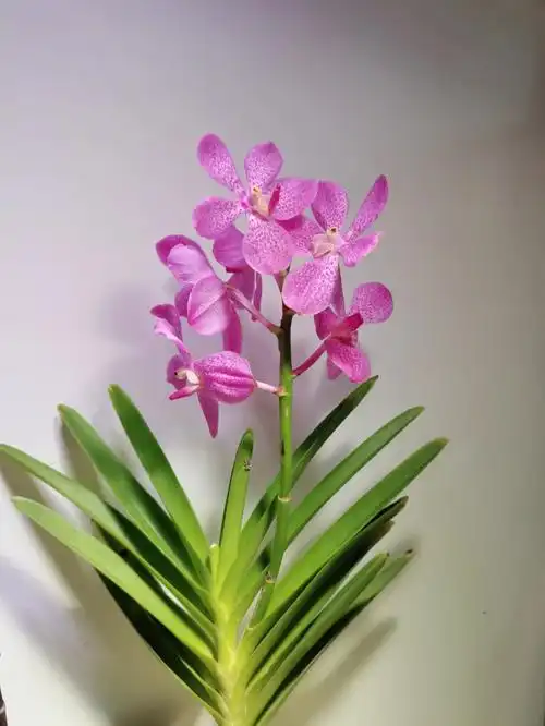 强迫症之花万代兰