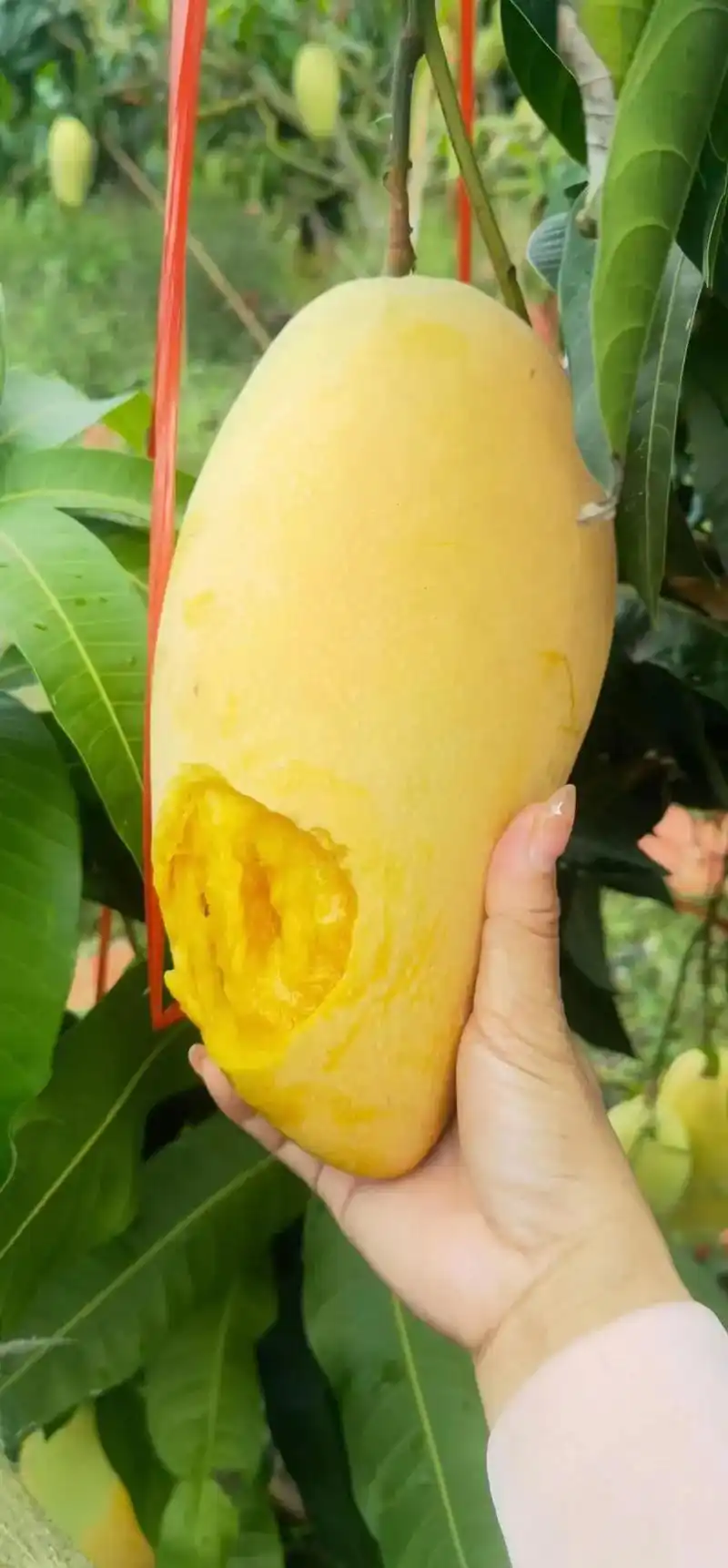 海南八月金煌芒.海南八月份的金煌芒你真的吃过吗[色][色][ - 抖音