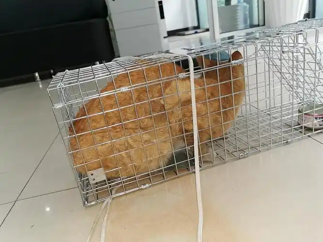 【讨论】上海谁有捕猫笼,扑救断腿橘猫