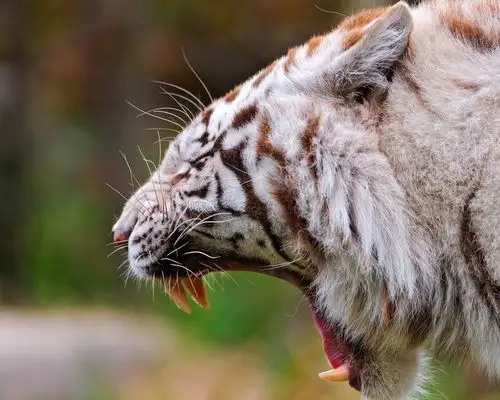 老虎生气,牙齿 壁纸