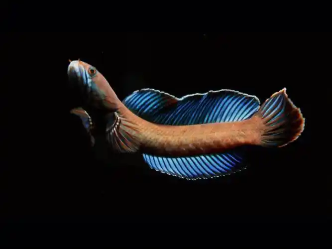 雷龙鱼  #拍照  #血斑一型  #阿萨姆奶茶雷龙鱼  #巧克力七彩雷龙