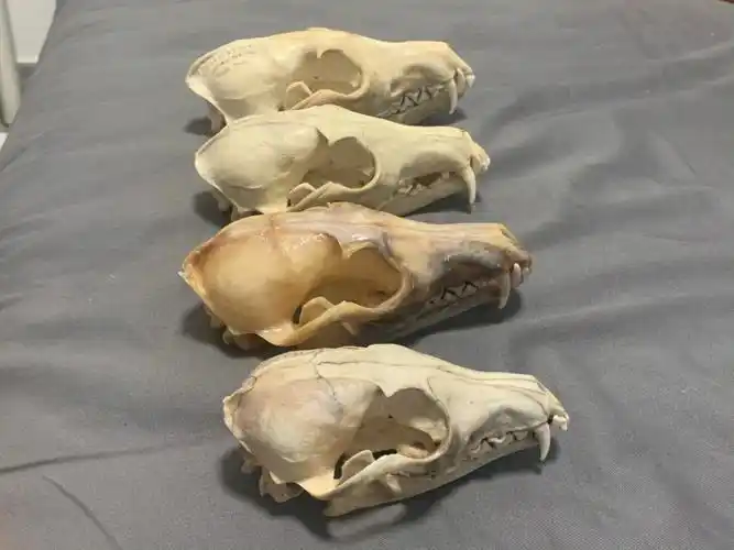四只狐狸02#标本  #头骨