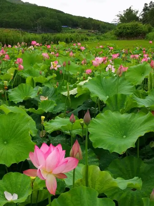 雨后的夏日荷塘—2020.7.12