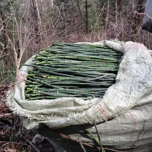 野生节节草新鲜晒干木贼草节骨草纯野生中药材笔管草打磨500g包邮