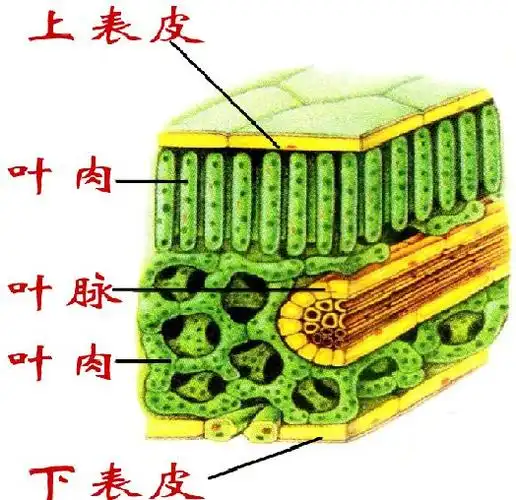 根,茎,叶(营养器官)花,果实,种子(生殖器官)4,被子植物六大器官5,单
