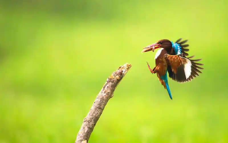 觅食的白胸翡翠鸟