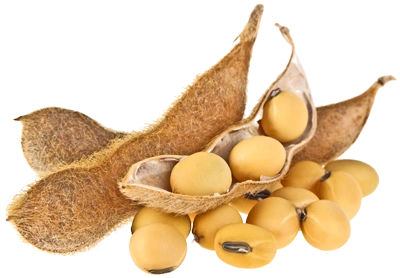 soybean png-69485