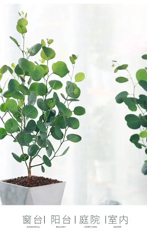 圆叶尤加利盆栽花卉植物室内北欧网红叶办公室绿植好养活四季常绿2年