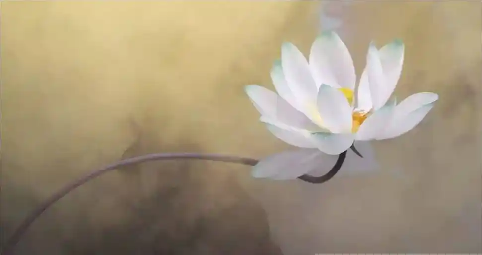 荷花拍着拍着就俗了? 掌握这几招才能拍出意境来