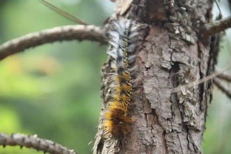 衡南县首次发生思茅松毛虫