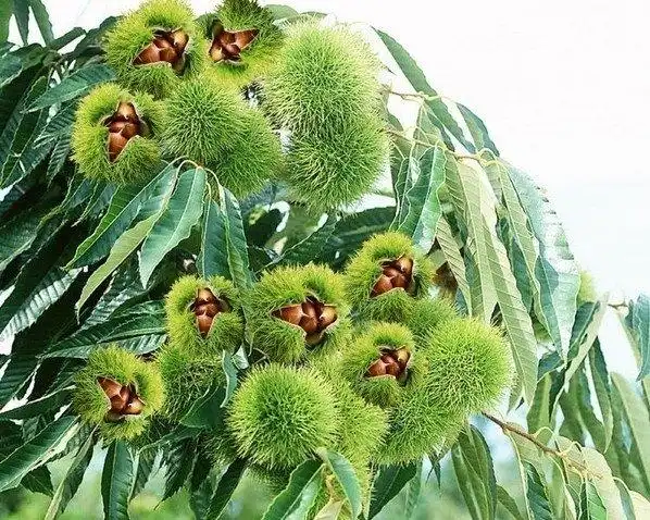 板栗苗树嫁接地栽南方北方种植大红袍当年结果特大板栗树果树果苗