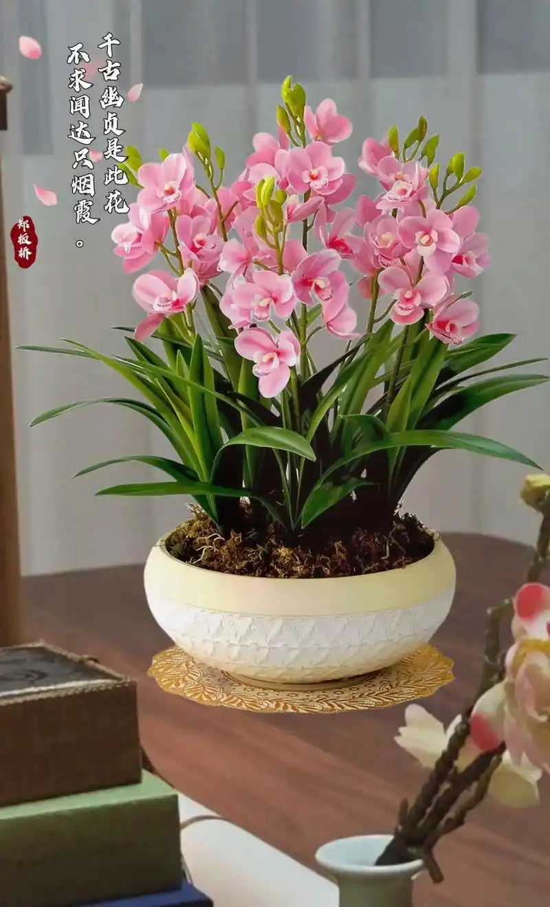 空谷有幽兰,人世传芳草. 品兰之风骨,不以无人而不芳;@赏兰之气韵