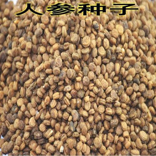 正宗药材种子 人参种子 西洋参 野山参 高丽参种子包邮免运费
