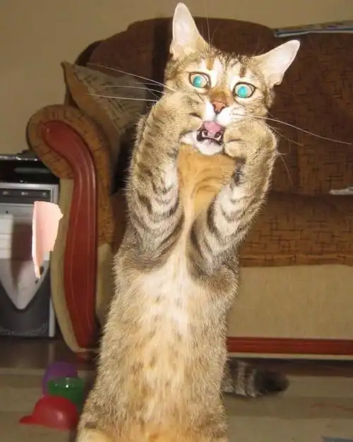 猫咪受到惊吓时它们的内心是崩溃的喵喵