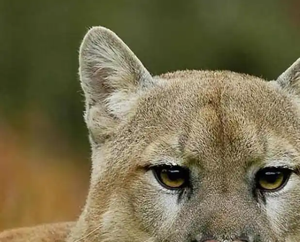 任何猫科动物的鼻子你看完就想捏几下