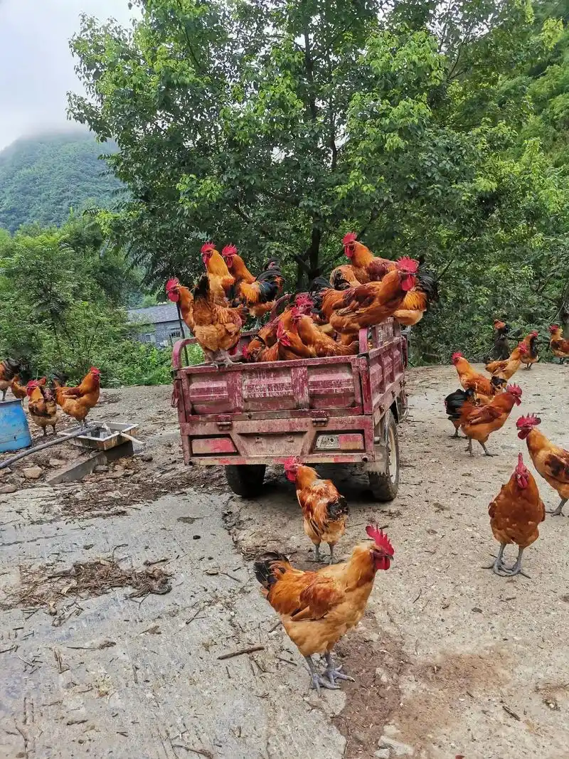 发个作品,需要土鸡的朋友随时都能找到我 - 抖音