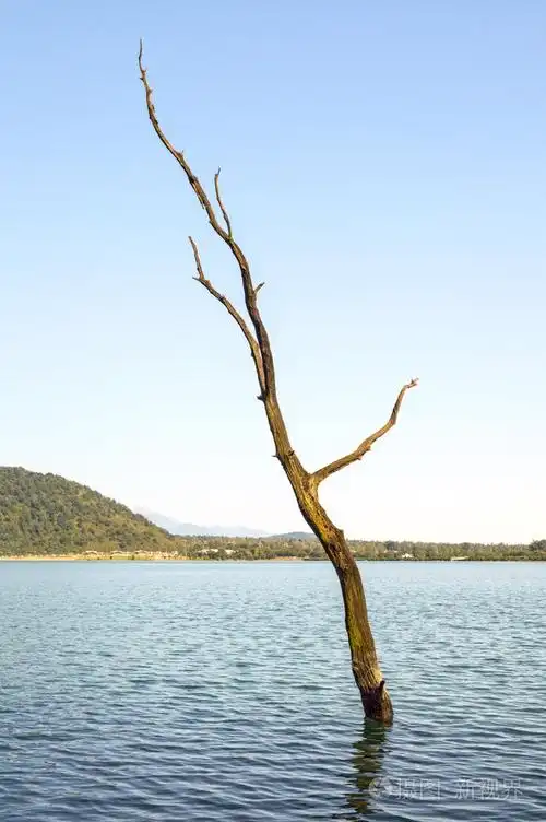 孤独干燥的树在湖